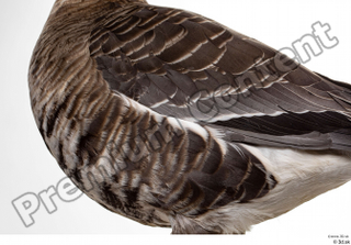 Greater white-fronted goose Anser albifrons back chest wing 0001.jpg